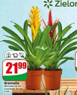Dino Bromelia doniczka 12 cm oferta