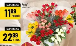 Polomarket Róże oferta