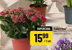 Polomarket Kalanchoe oferta