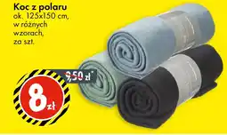 Tedi Koc z polaru oferta