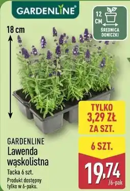 ALDI GARDENLINE Lawenda wąskolistna oferta