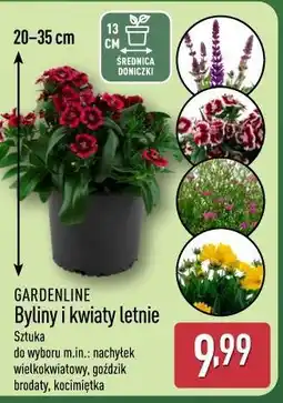 ALDI GARDENLINE Byliny i kwiaty letnie oferta