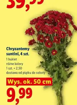 Lidl Chryzantemy santini 4-pak oferta