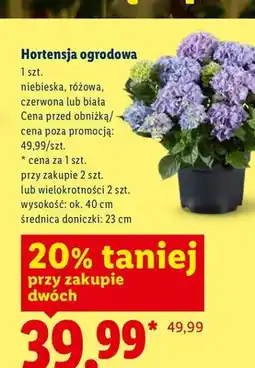 Lidl Hortensja ogrodowa niebieska oferta