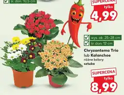 Kaufland Chryzantema Trio lub Kalanchoe oferta