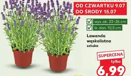Kaufland Lawenda wąskolistna oferta