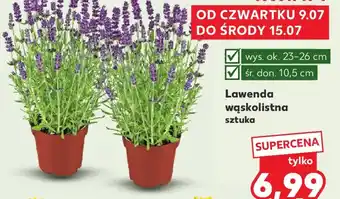 Kaufland Lawenda wąskolistna oferta