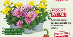 Kaufland Chryzantema średniokwiatowa różne kolory oferta