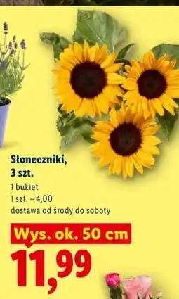 Lidl Słoneczniki, 3 szt oferta