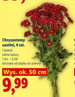 Lidl Chryzantemy santini, 4 szt oferta