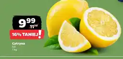 Netto Cytryna oferta