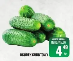 TomiMarkt Ogórek Gruntowy oferta