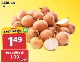 Stokrotka CEBULA oferta