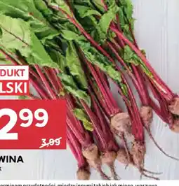Stokrotka Beetroot Polski oferta