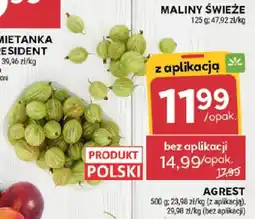 Stokrotka Agrest oferta