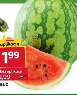 Stokrotka Arbuz oferta