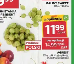 Stokrotka Agrest polski oferta
