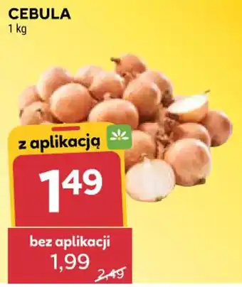 Stokrotka Market CEBULA oferta