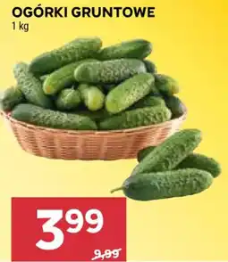 Stokrotka Market Ogórki Gruntowe oferta
