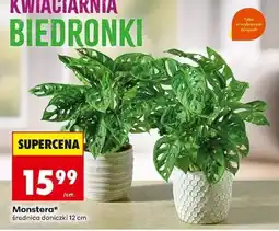 Biedronka Monstera* oferta