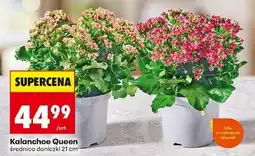 Biedronka Kalanchoe Queen oferta