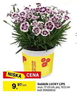 Leroy Merlin Goździk LUCKY LIPS oferta