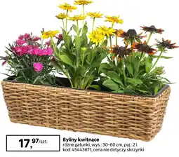 Leroy Merlin Byliny kwitnące oferta