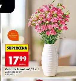 Biedronka Goździk Premium 12-pak oferta