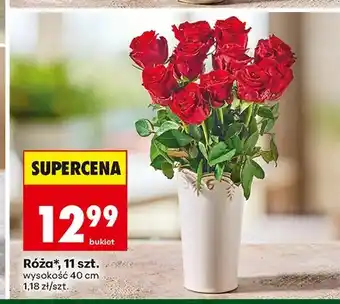Biedronka Róża 11-pak oferta