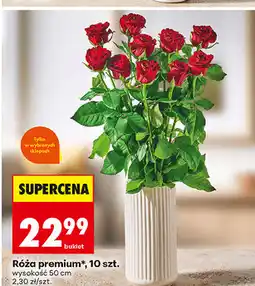Biedronka Róża premium oferta