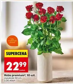Biedronka Róża Premium 10 szt oferta