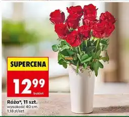 Biedronka Róża 11 szt oferta