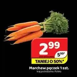 Delfin Marchew pęczek oferta