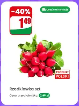 Dino Rzodkiewka polska oferta