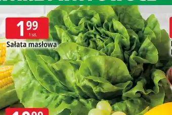 E.Leclerc Sałata masłowa oferta