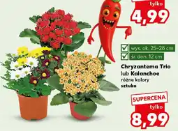 Kaufland Chryzantema Trio lub Kalanchoe oferta
