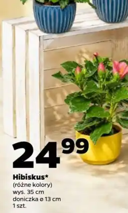 Netto Hibiskus* oferta