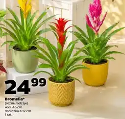 Netto Bromelia* oferta