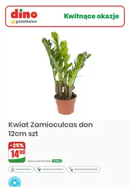 Dino Kwiat Zamioculcas don 12cm szt oferta