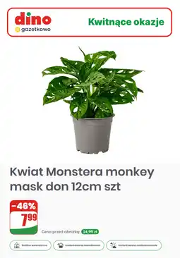 Dino Kwiat Monstera monkey mask don 12cm szt oferta