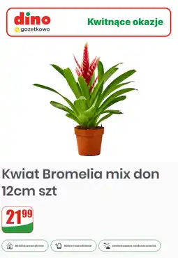 Dino Kwiat Bromelia mix don 12cm szt oferta