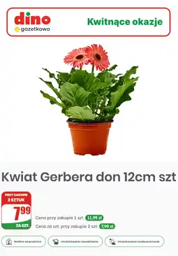 Dino Kwiat Gerbera don 12cm szt oferta