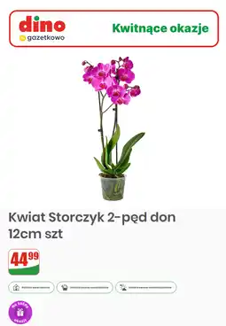 Dino Kwiat Storczyk 2-pęd don 12cm szt oferta