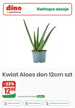 Dino Kwiat Aloes don 12cm szt oferta