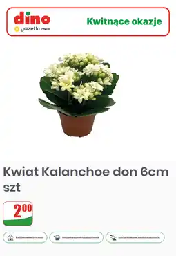 Dino Kwiat Kalanchoe don 6cm szt oferta