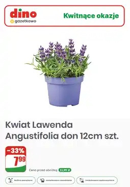 Dino Kwiat Lawenda Angustifolia don 12cm szt oferta
