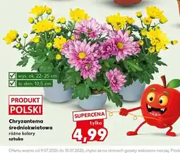 Kaufland Chryzantema średniokwiatowa oferta