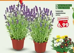 Kaufland Lawenda wąskolistna Sztuka oferta