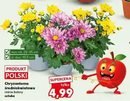 Kaufland Chryzantema średniokwiatowa oferta