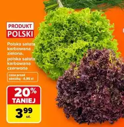 Carrefour Polska sałata karbowana zielona, polska sałata karbowana czerwona oferta